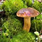 Daire Silver Rokytnice nad Jizerou
